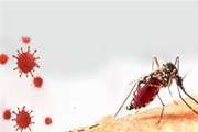 An Environmental Guide for Dengue Fever Vectors Control